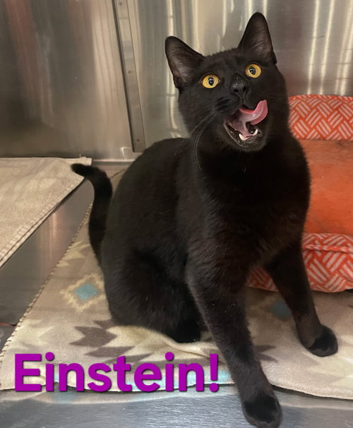 Einstein, Young Bombay / Domestic Short Hair / Mixed (short coat), cat for adoption in Altamonte Springs, Florida