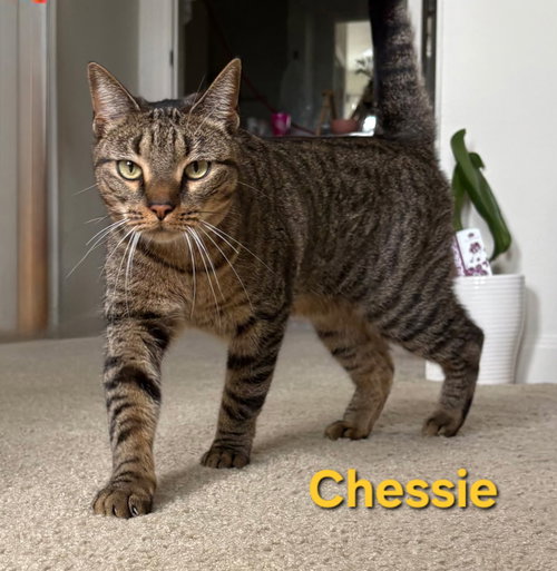 Chessie, Young Domestic Short Hair / Mixed (short coat), cat for adoption in Altamonte Springs, Florida