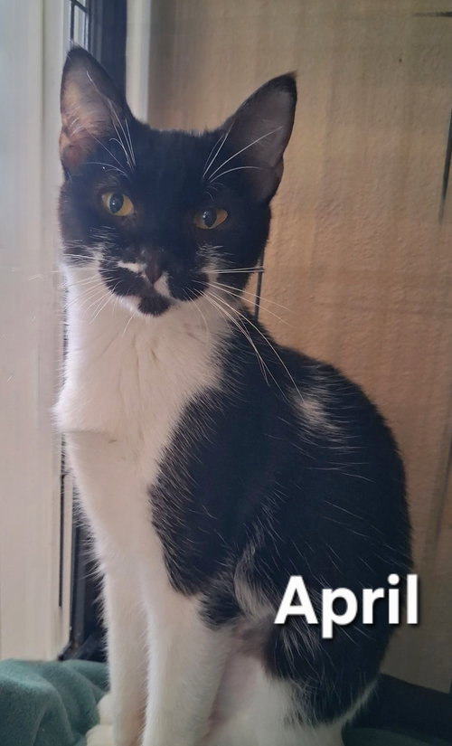 April, Young Domestic Short Hair / Mixed (short coat), cat for adoption in Altamonte Springs, Florida