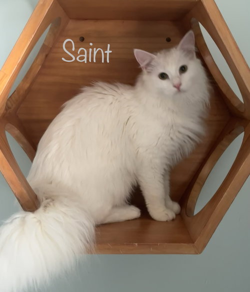 Saint, Young Domestic Medium Hair / Mixed (medium coat), cat for adoption in Altamonte Springs, Florida
