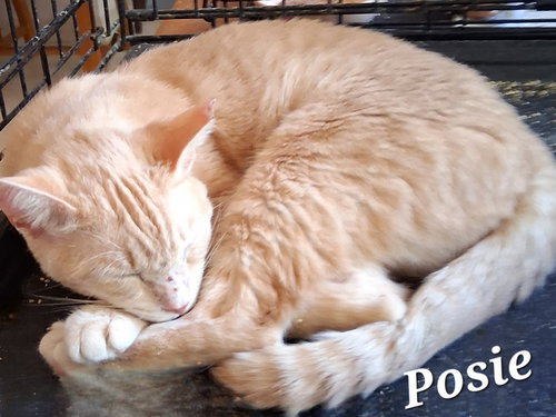 Posie, Young Domestic Short Hair / Mixed (short coat), cat for adoption in Altamonte Springs, Florida