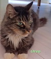 Oreo - Photo 2