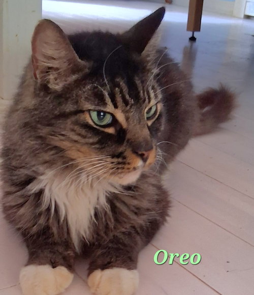 OREO - Domestic Long Hair available for adoption