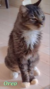 Oreo - Photo 3