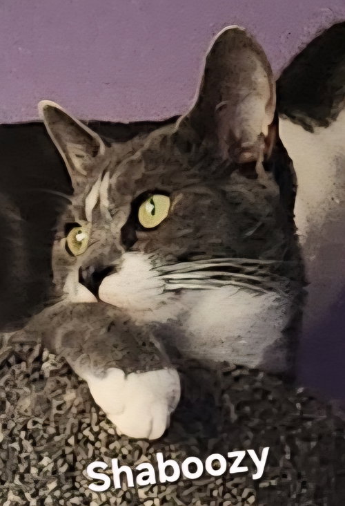 Shaboozy, Young Domestic Short Hair / Mixed (short coat), cat for adoption in Altamonte Springs, Florida