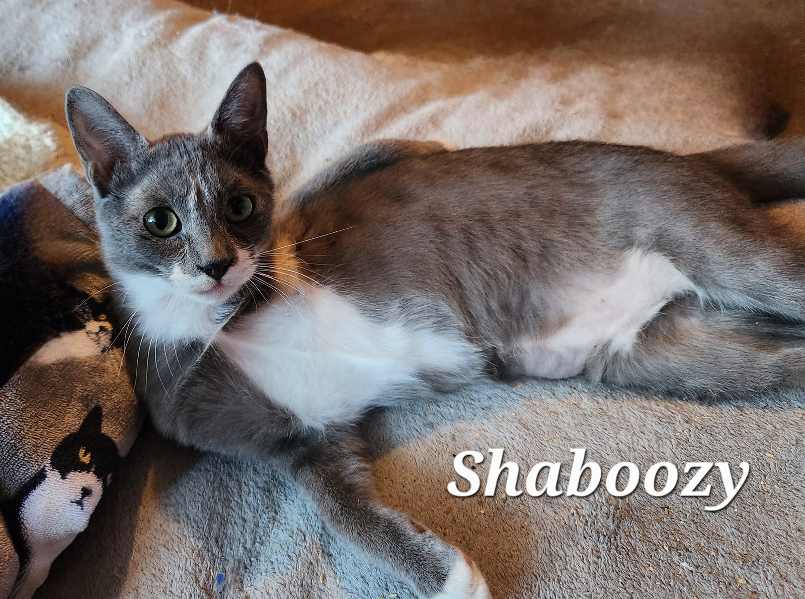 Shaboozy, photo 5