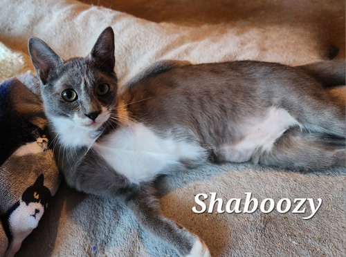 Photo 5 of Shaboozy