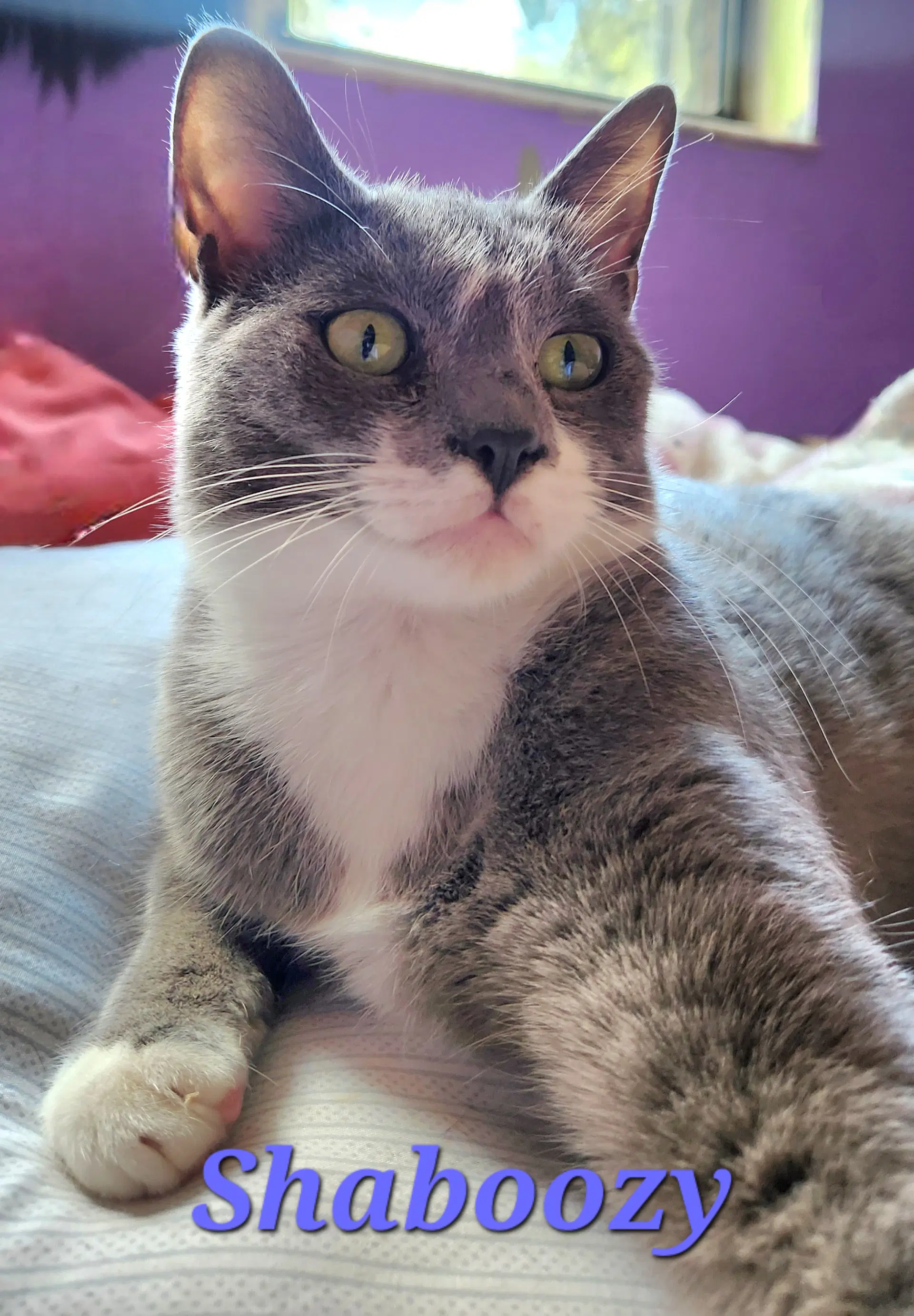 Shaboozy - Domestic Short Hair