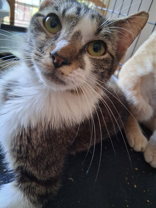 River, an adoptable Domestic Medium Hair in Longwood, FL