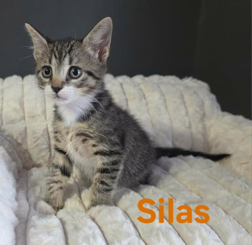 Silas