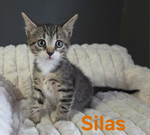 Silas photo 2