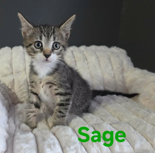 Sage
