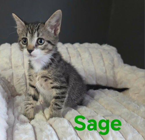 Sage photo 2