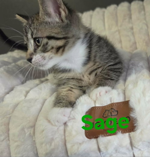 Sage photo 3