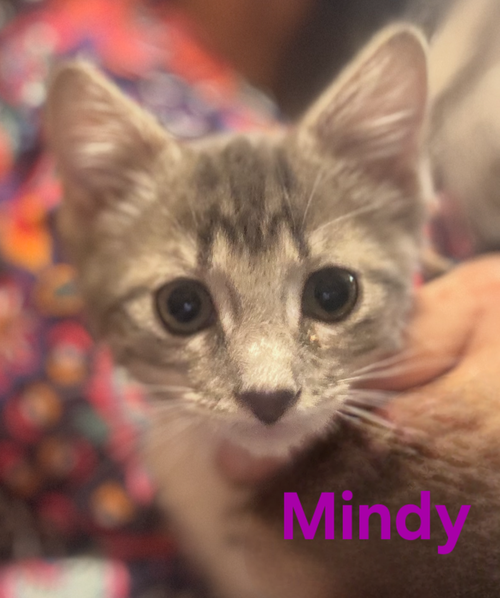 Mindy