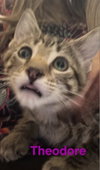 Theodore