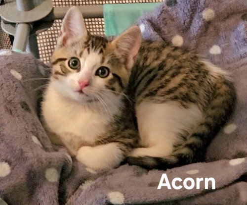 Acorn