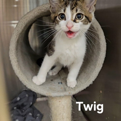 Twig