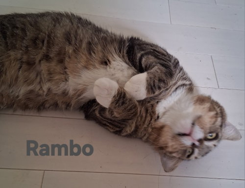 Photo 2 of Rambo