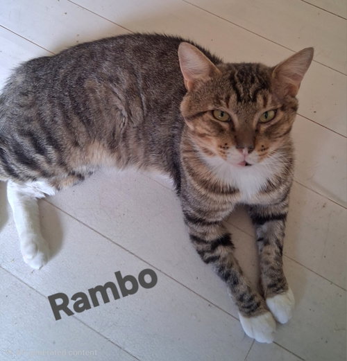 Rambo, a cat for adoption from Cat Tail Corner