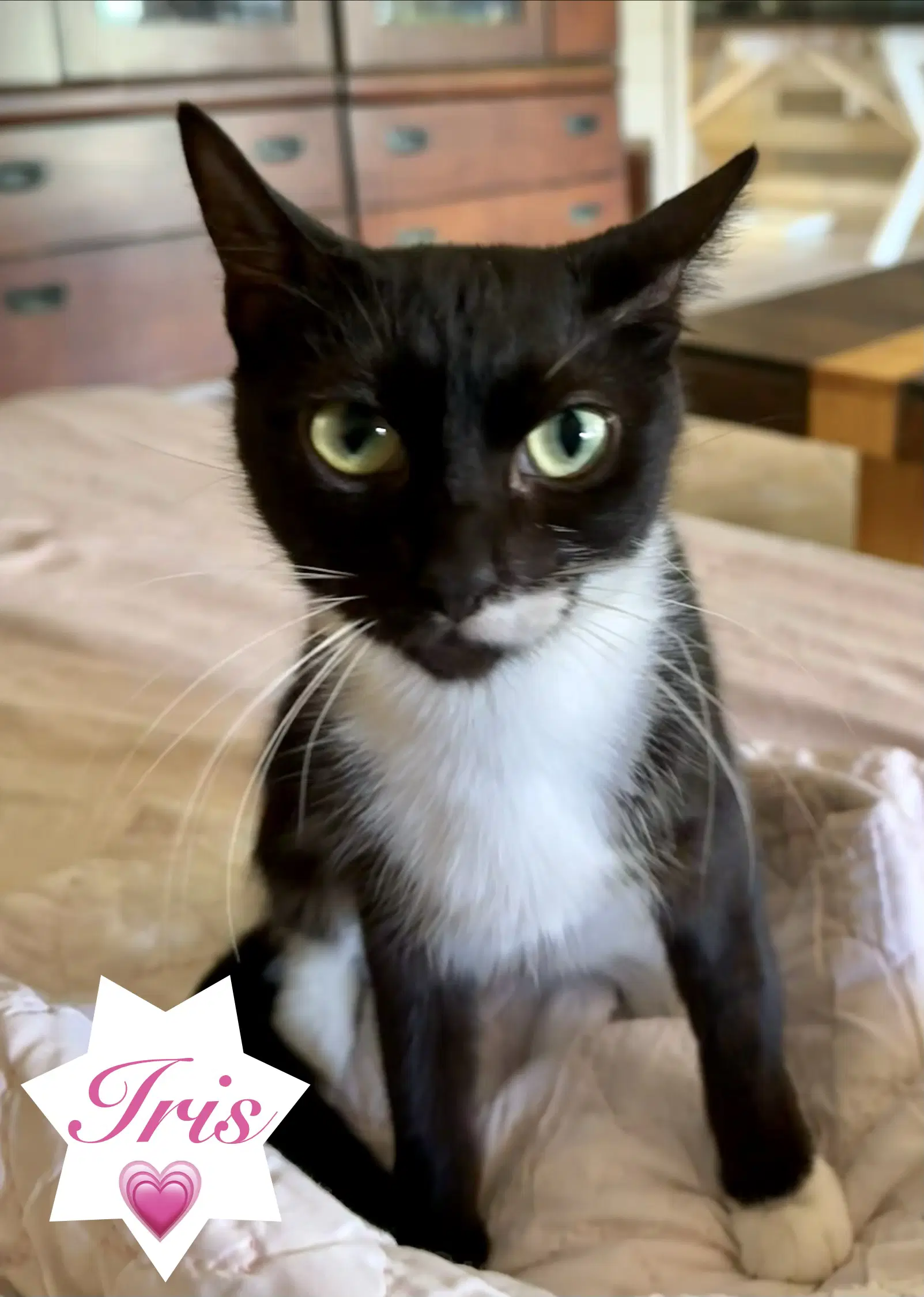 Iris - Domestic Short Hair