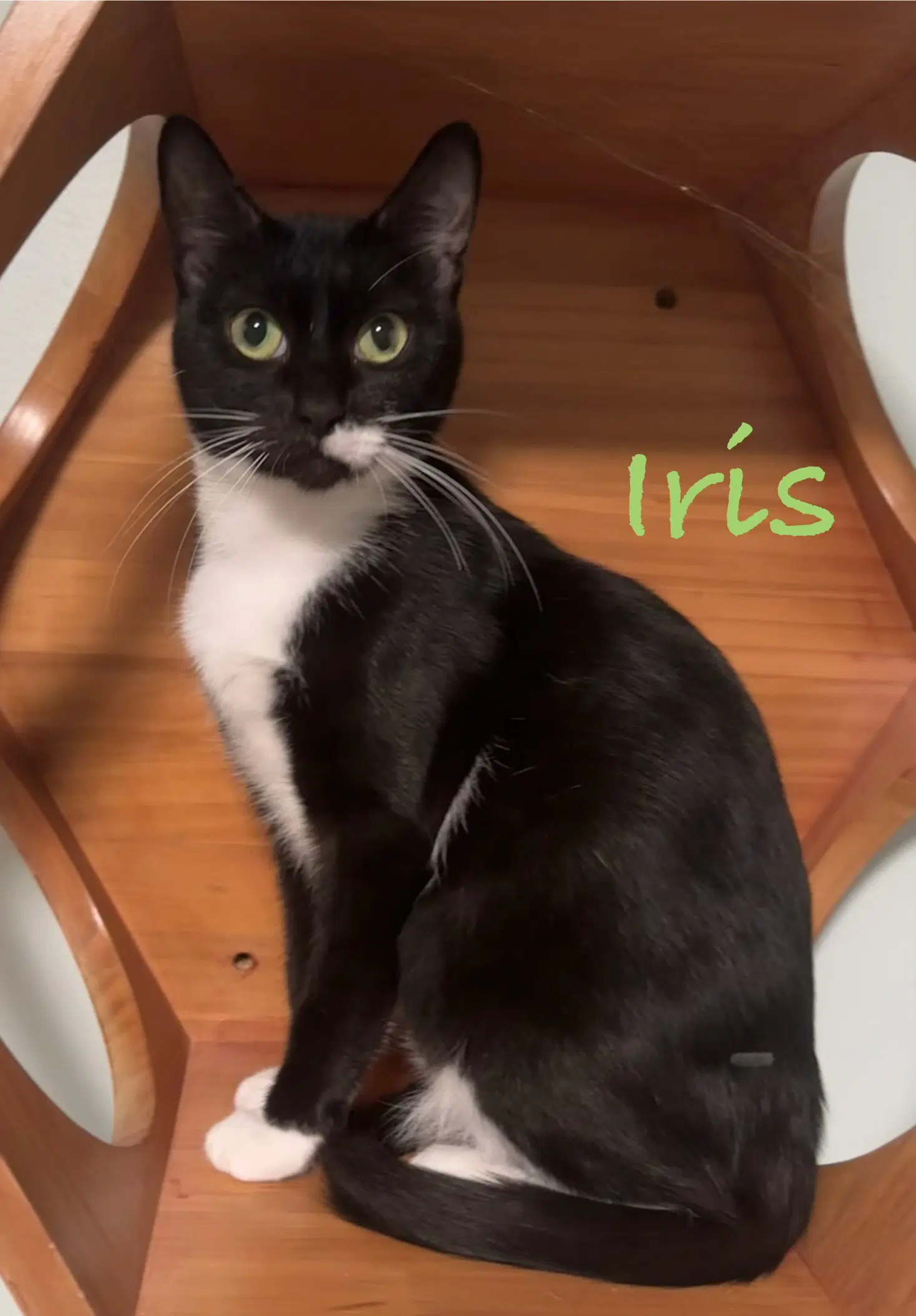 Iris image 2