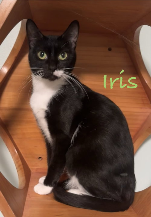 Iris, a cat for adoption from Cat Tail Corner
