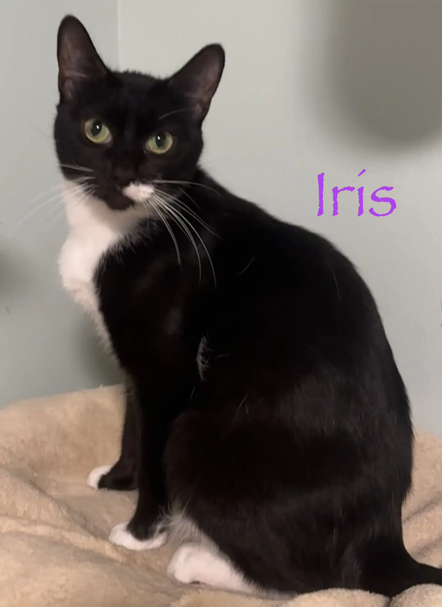 Iris image 4
