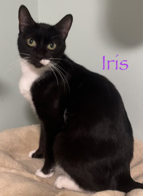 Photo 3 of Iris