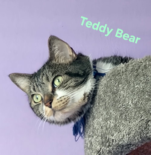 Teddy Bear