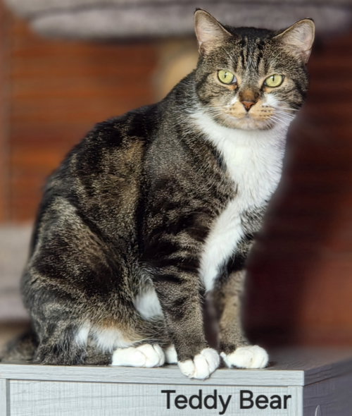Teddy Bear, an adoptable Domestic Short Hair in Longwood, FL