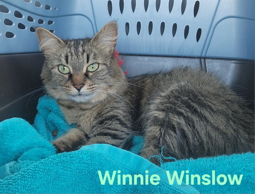 Winnie Winslow photo 3