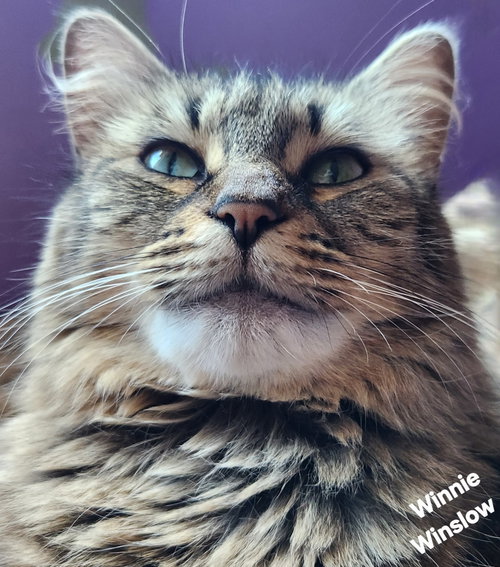 Winnie Winslow, Adult Domestic Short Hair / Mixed (medium coat), cat for adoption in Port Orange, Florida
