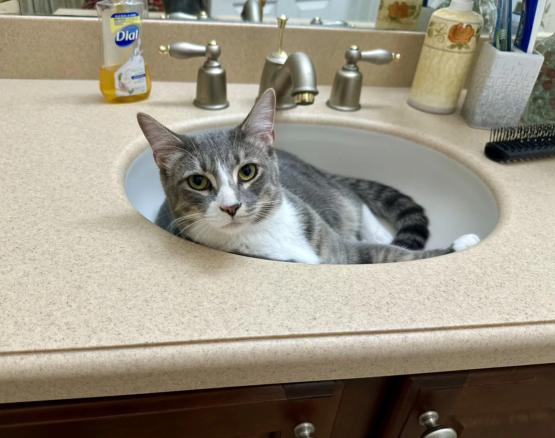 Dutch - Domestic Short Hair