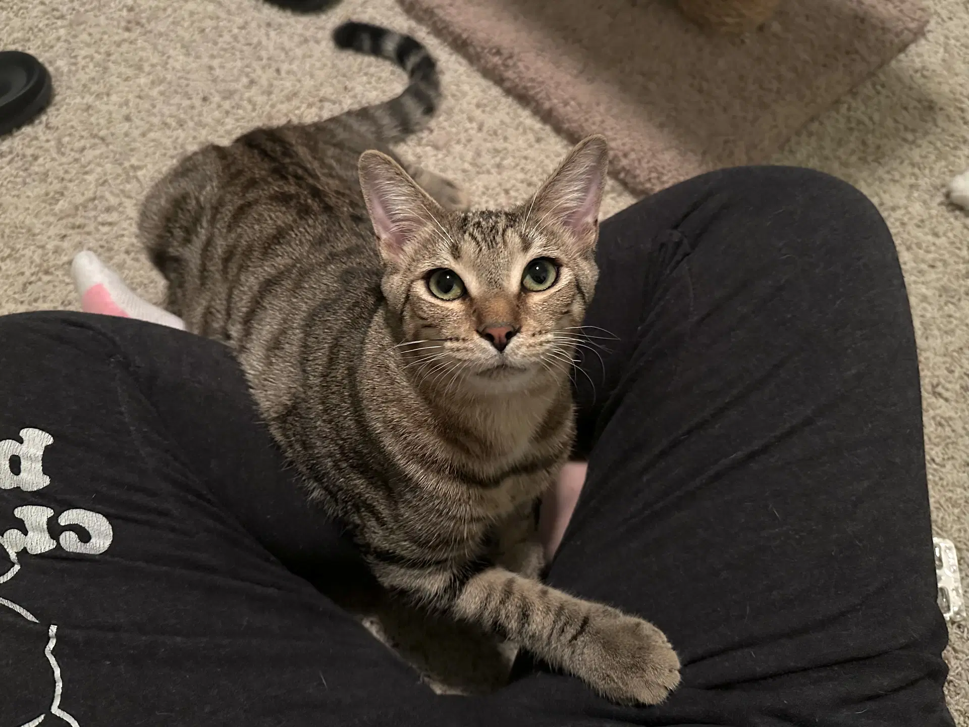 Micah - Domestic Short Hair