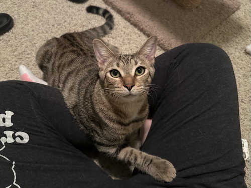 Micah