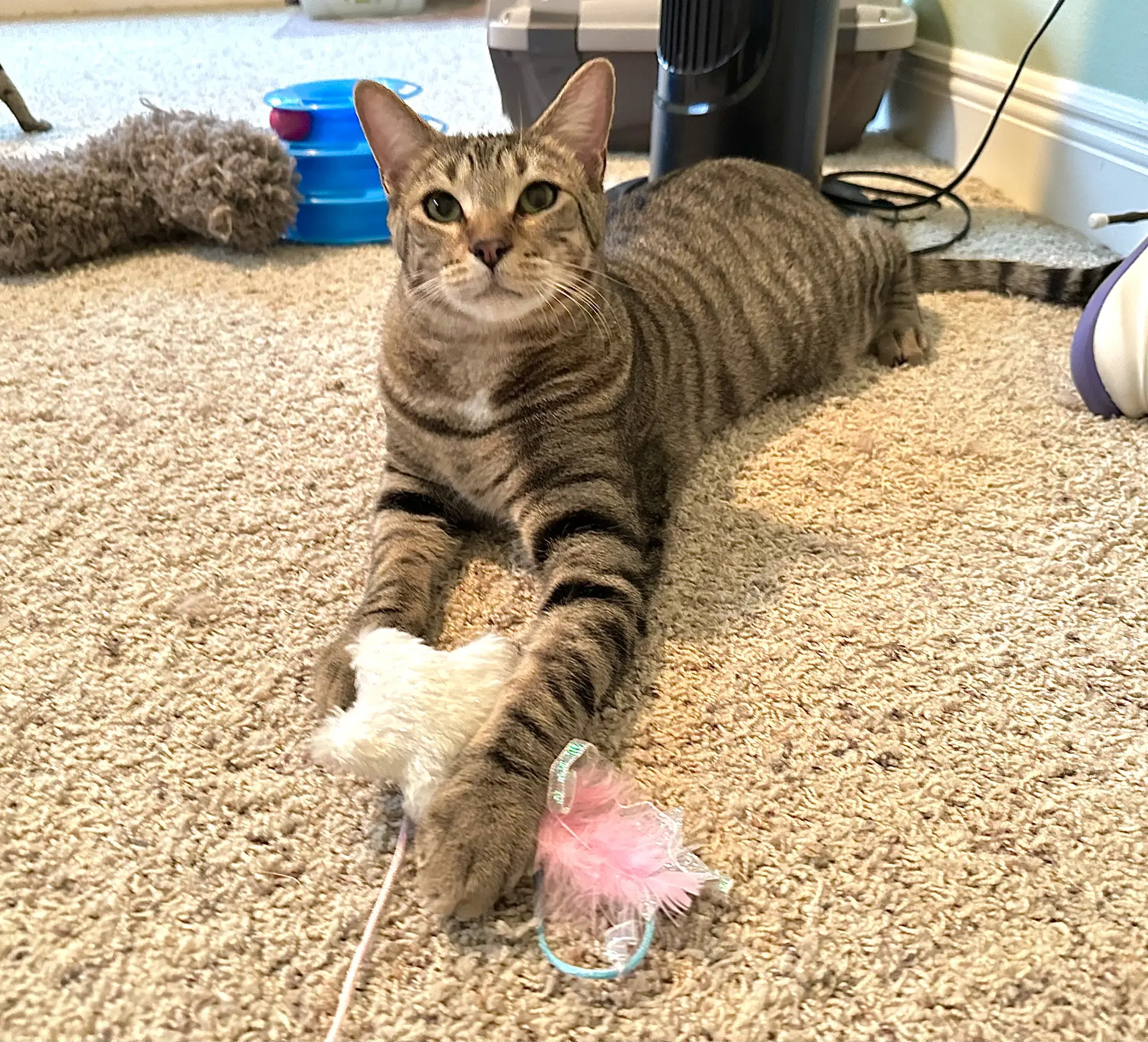Micah image 2