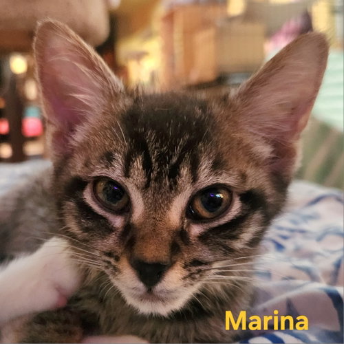 Marina, an adoptable Domestic Short Hair in Longwood, FL