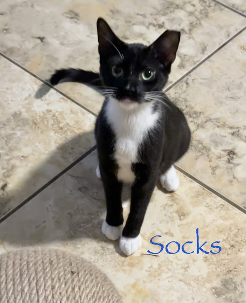 Socks, an adoptable Domestic Medium Hair in Longwood, FL