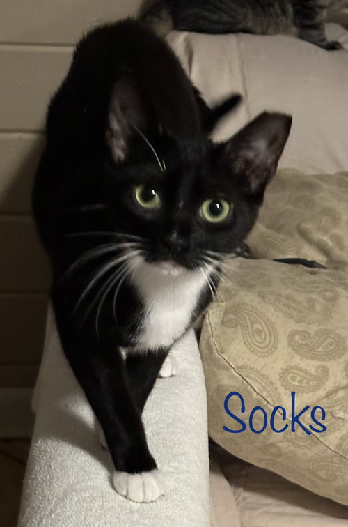 Socks photo 3