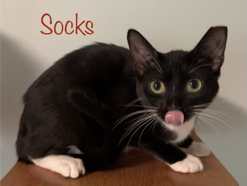 Socks photo 5