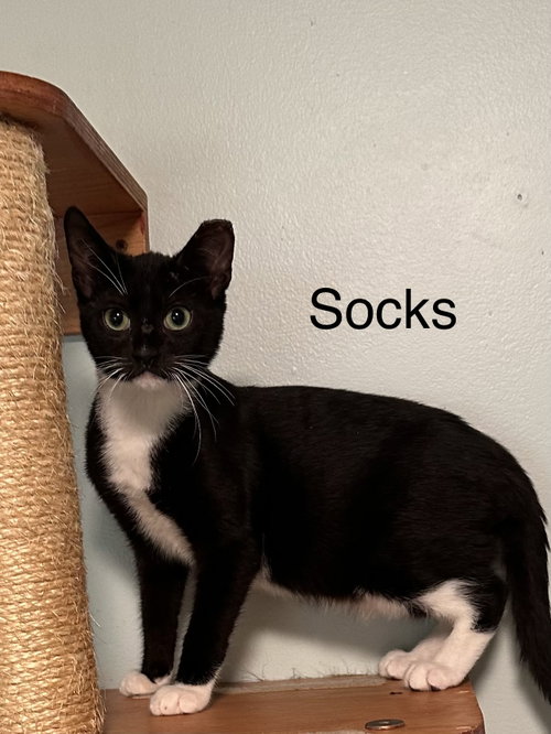 Socks photo 6