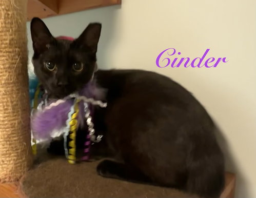 Cinder, an adoptable Domestic Medium Hair in Longwood, FL