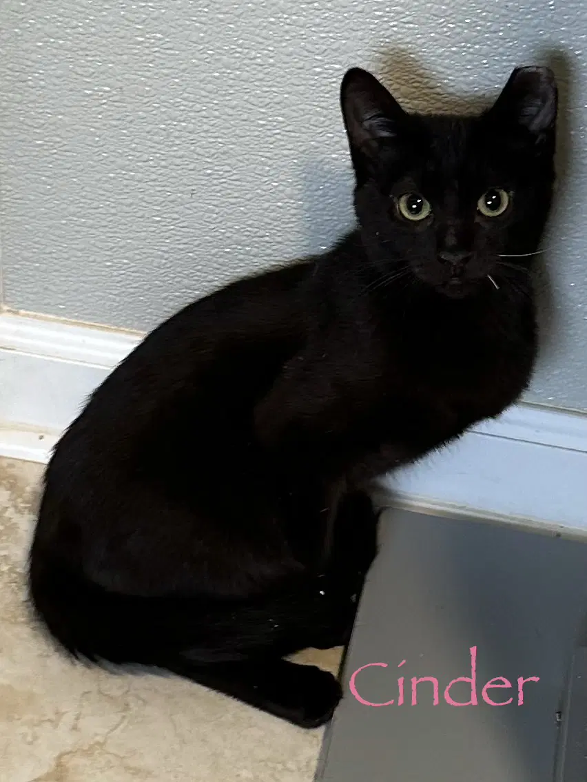 Cinder image 2