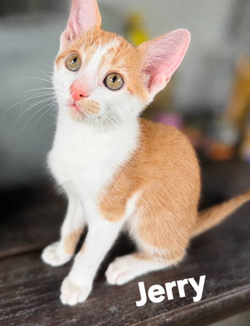 Jerry