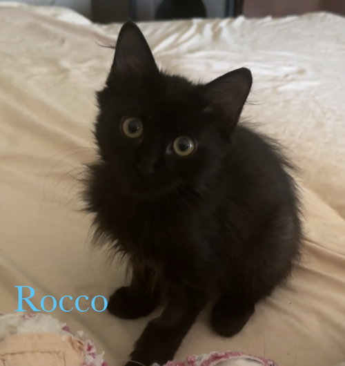 Rocco