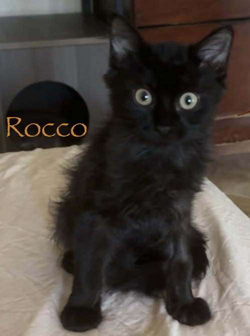 Rocco photo 2