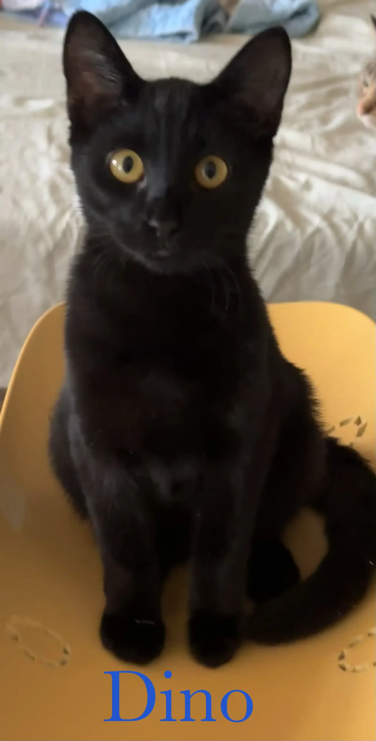 Dino - Domestic Short Hair
