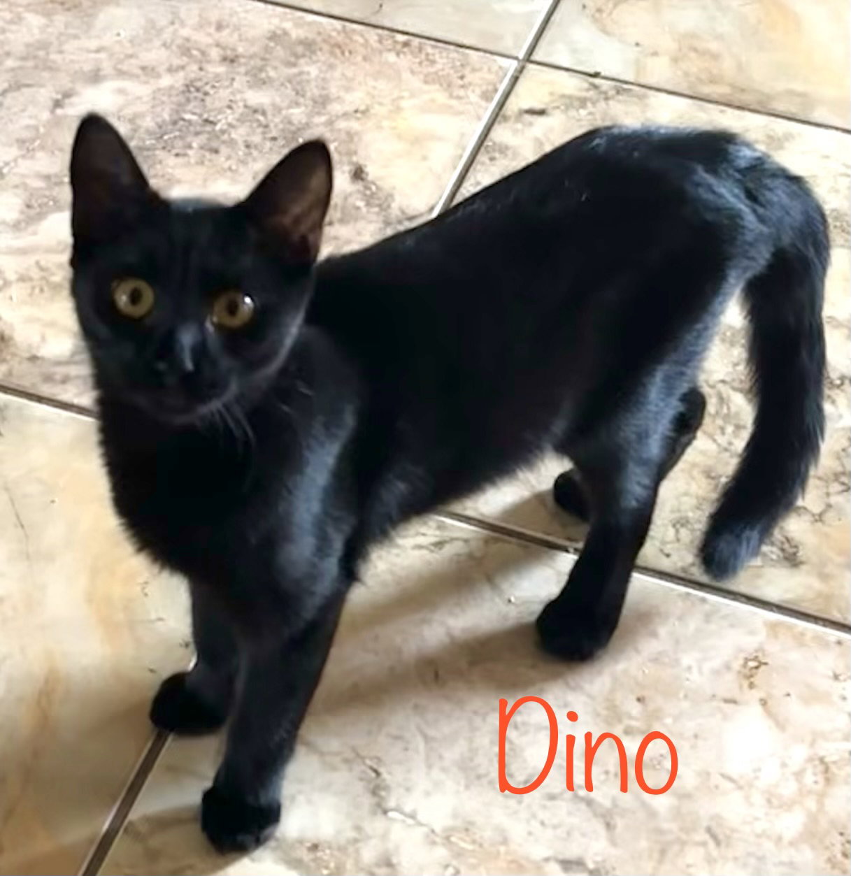 Dino, photo 2