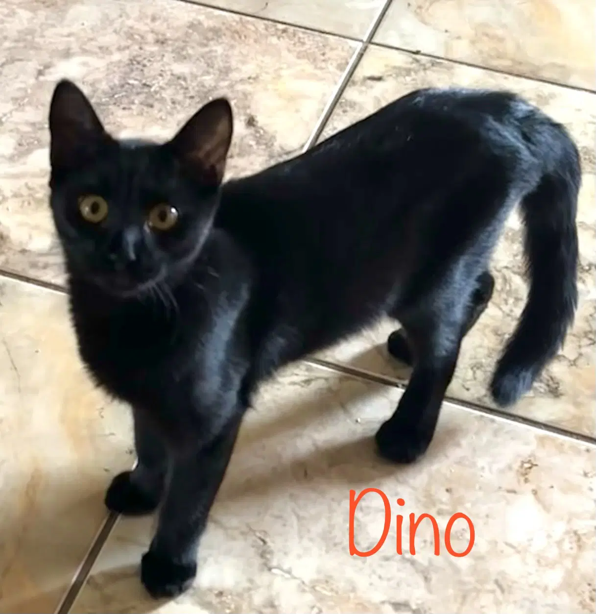 Dino image 2
